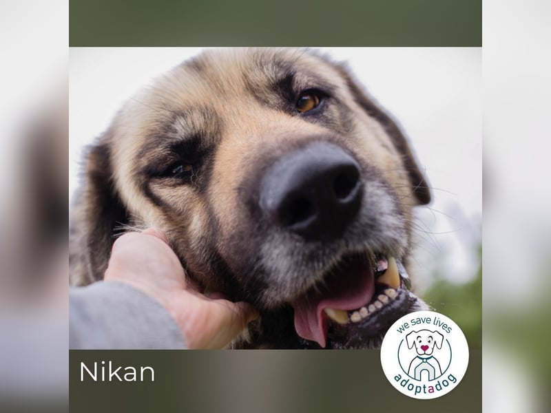 Nikan: Sucht ein Zuhause