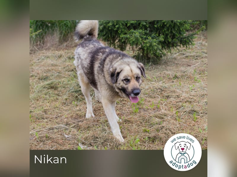 Nikan: Sucht ein Zuhause