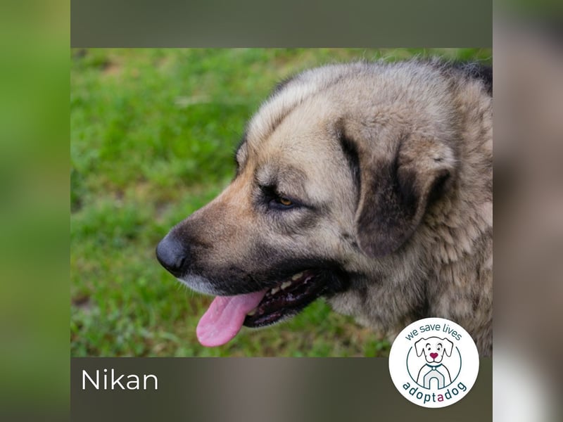 Nikan: Sucht ein Zuhause