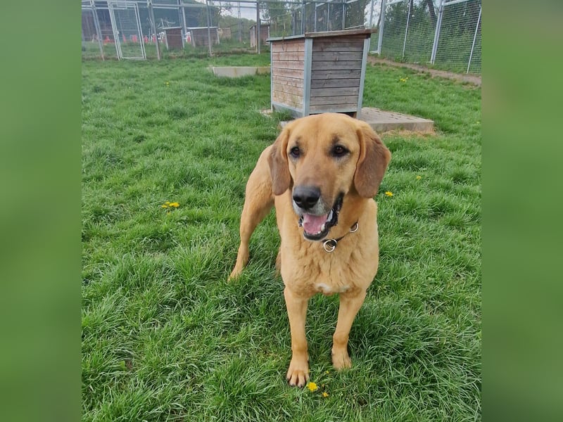 großer Herzenshund Bailey sucht noch seine Menschen