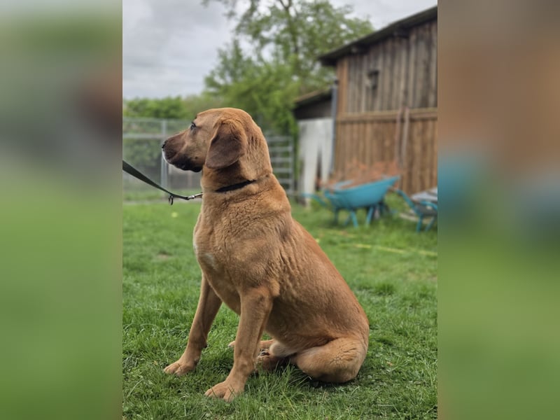 großer Herzenshund Bailey sucht noch seine Menschen