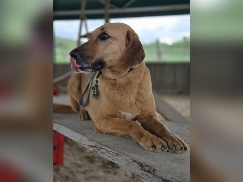 großer Herzenshund Bailey sucht noch seine Menschen
