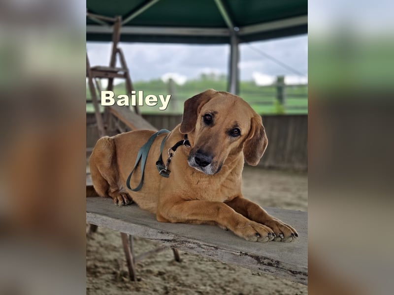 großer Herzenshund Bailey sucht noch seine Menschen