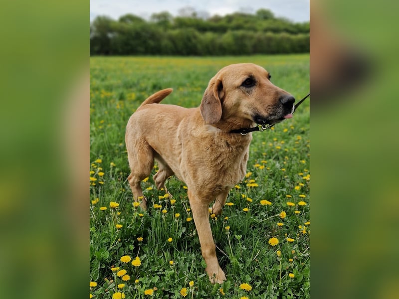 großer Herzenshund Bailey sucht noch seine Menschen
