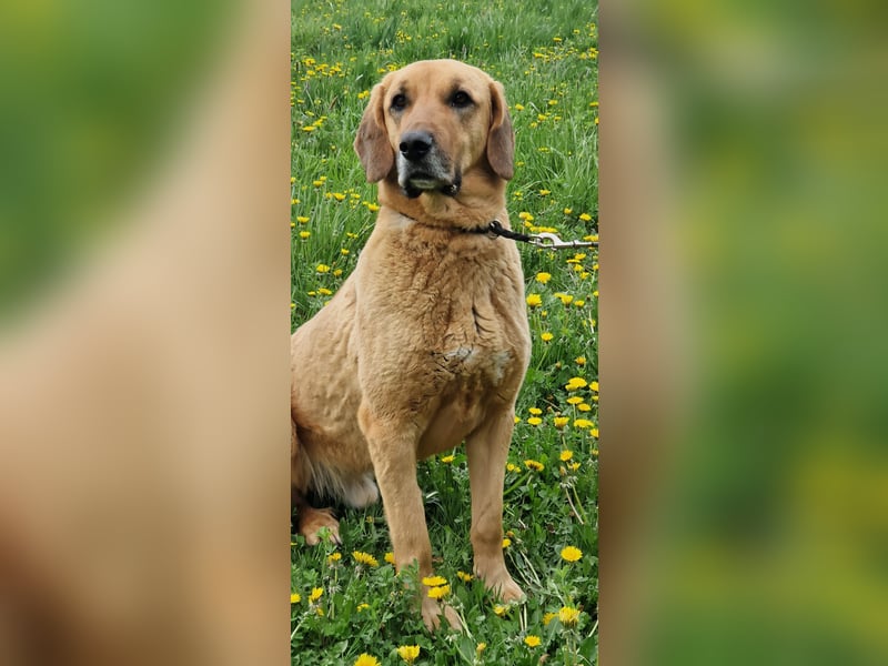 großer Herzenshund Bailey sucht noch seine Menschen