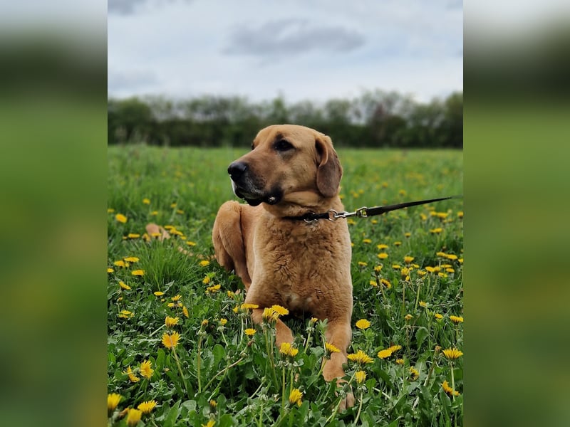 großer Herzenshund Bailey sucht noch seine Menschen