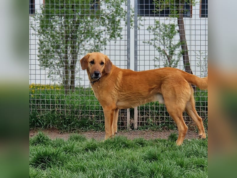 großer Herzenshund Bailey sucht noch seine Menschen