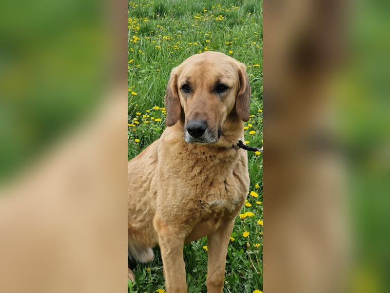 großer Herzenshund Bailey sucht noch seine Menschen