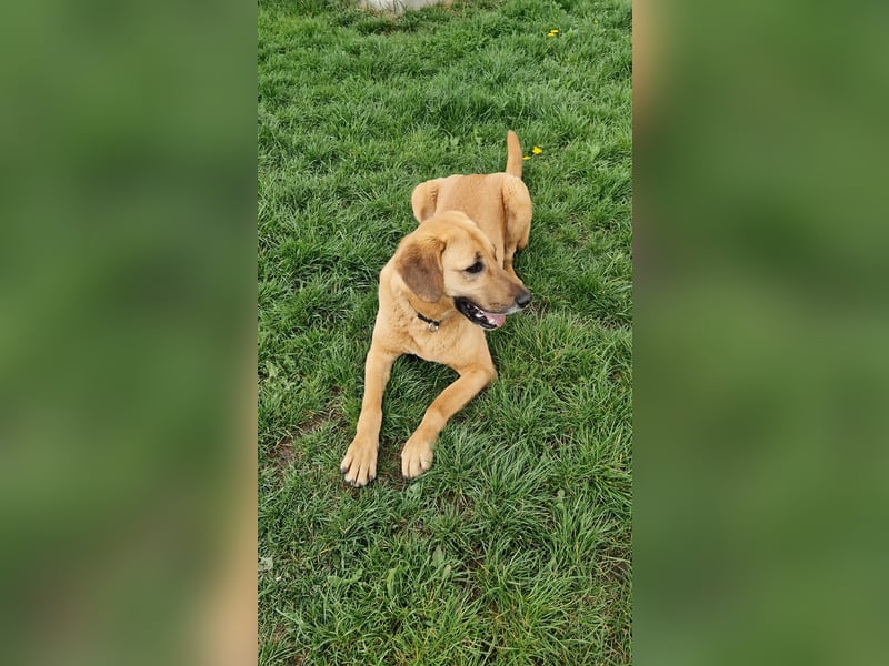 großer Herzenshund Bailey sucht noch seine Menschen