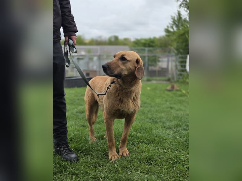 großer Herzenshund Bailey sucht noch seine Menschen