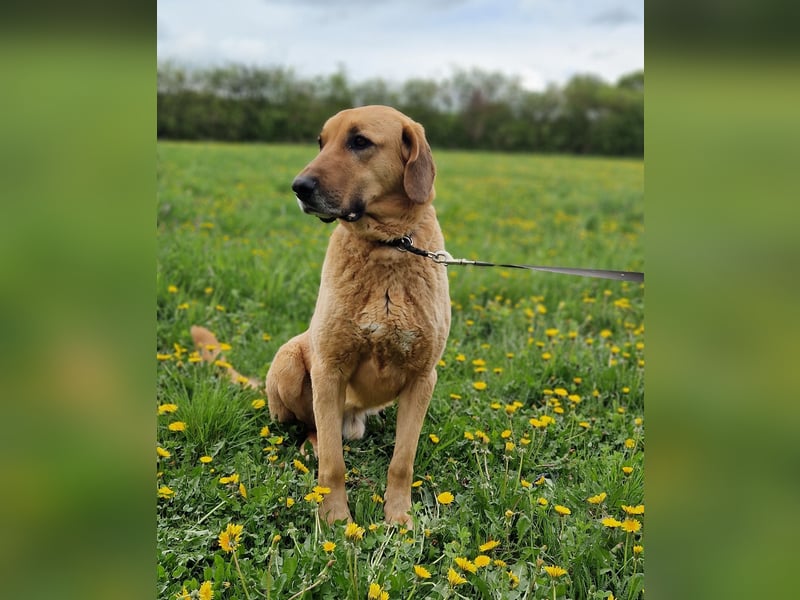 großer Herzenshund Bailey sucht noch seine Menschen