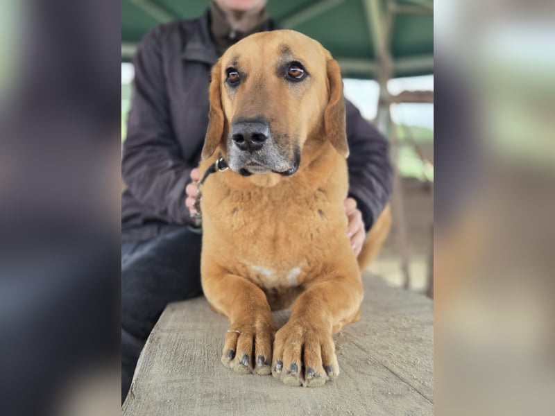 großer Herzenshund Bailey sucht noch seine Menschen