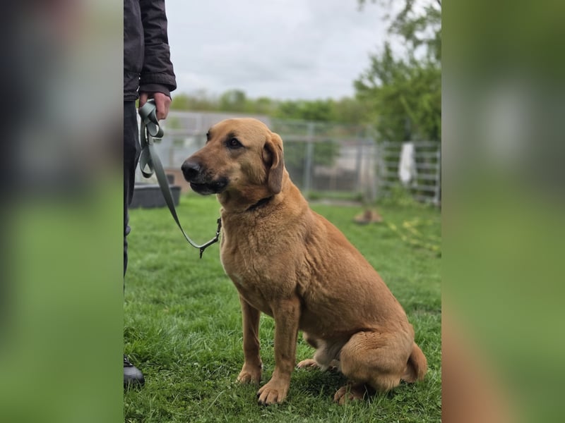 großer Herzenshund Bailey sucht noch seine Menschen