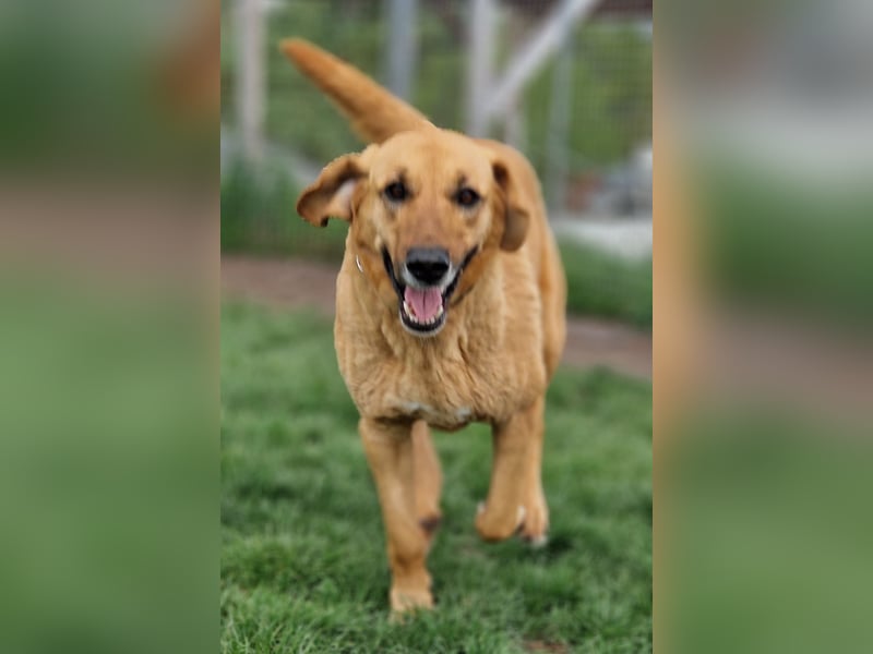 großer Herzenshund Bailey sucht noch seine Menschen
