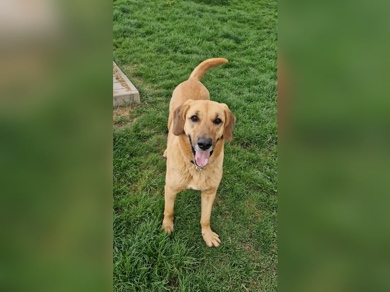 großer Herzenshund Bailey sucht noch seine Menschen