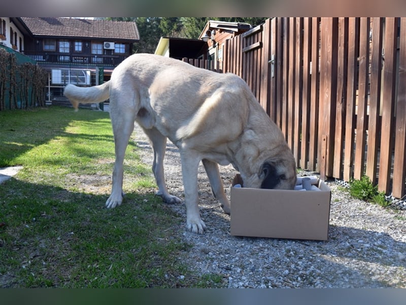 Arthos sucht ein neues Zuhause