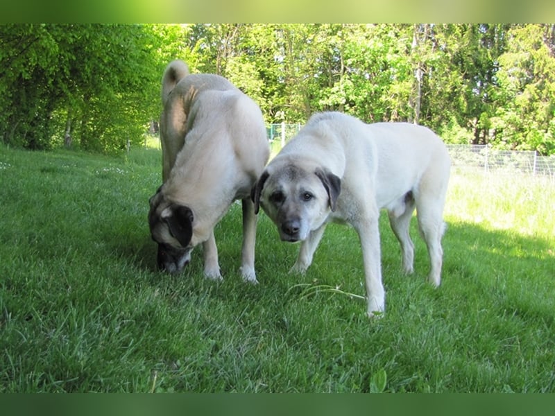 Pascha sucht ein neues Zuhause