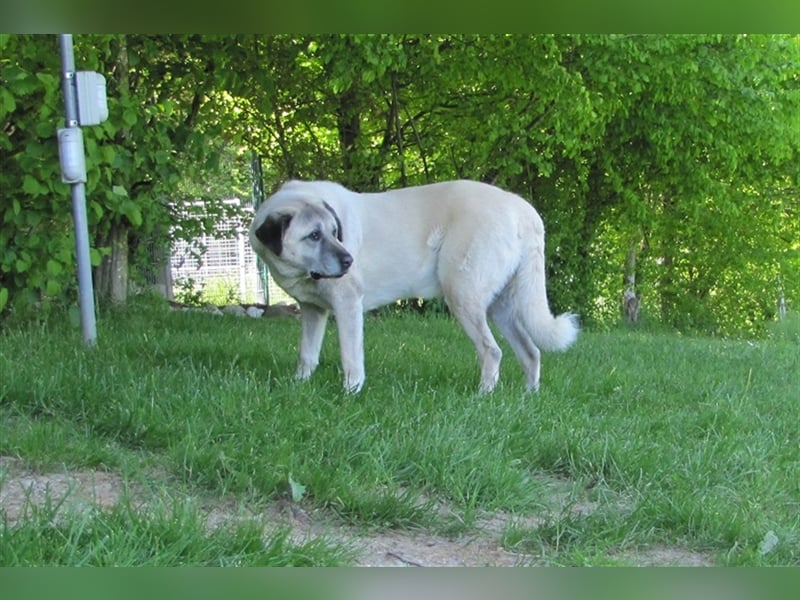 Pascha sucht ein neues Zuhause