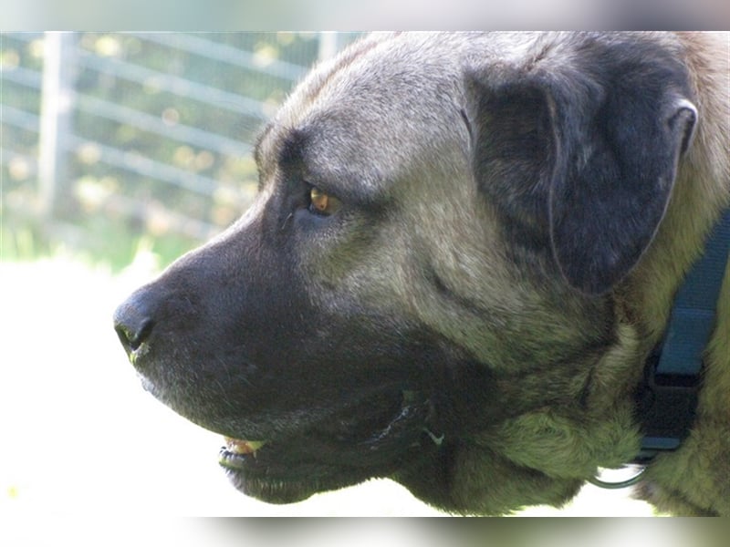 Hugo sucht ein neues Zuhause