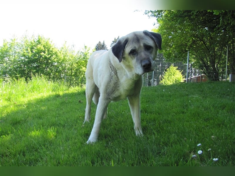Pascha sucht ein neues Zuhause