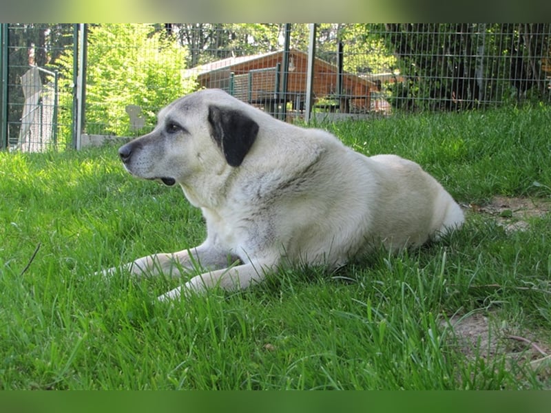 Pascha sucht ein neues Zuhause