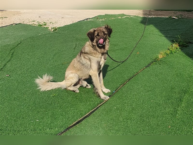 Anatolischer Hirtenhund