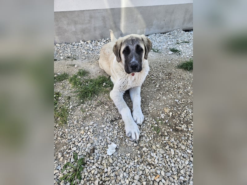 Kangal Alabai welpe reinrassige