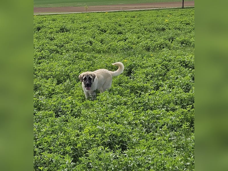 Kangal Alabai welpe reinrassige