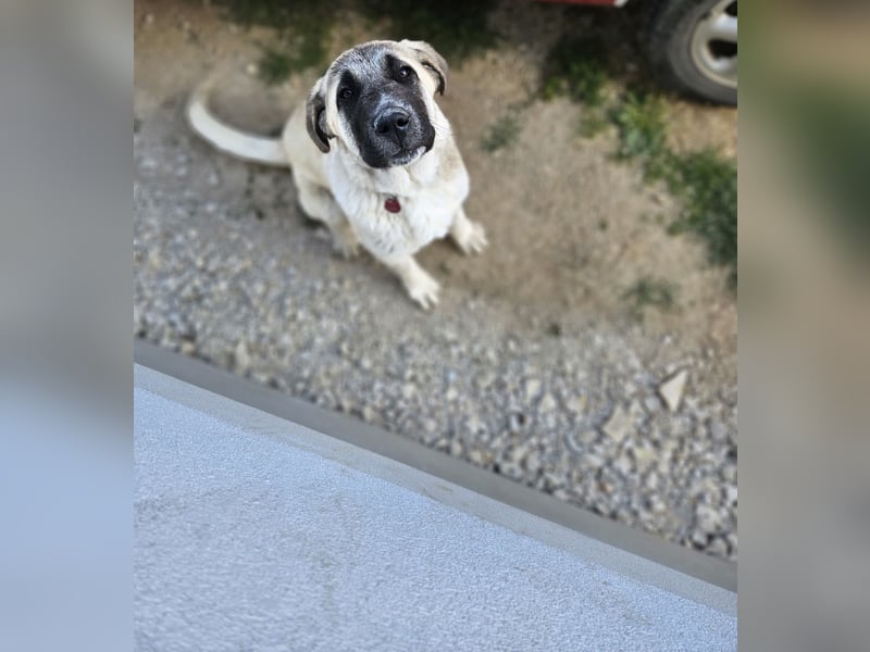 Kangal Alabai welpe reinrassige