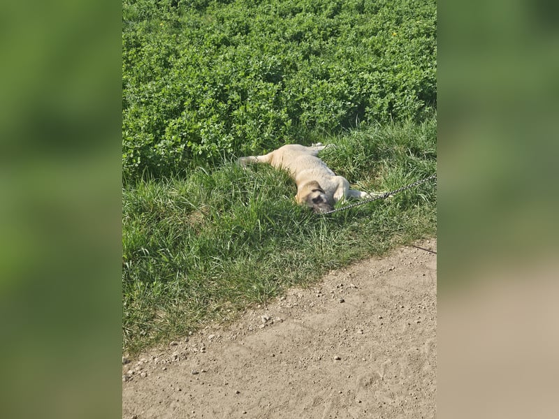 Kangal Alabai welpe reinrassige