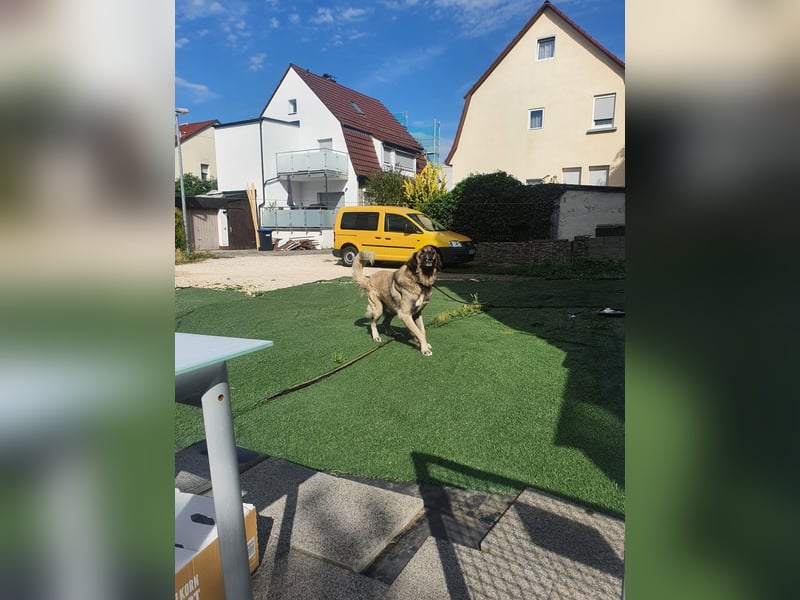 6-jähriger Kangal sucht neues Zuhause