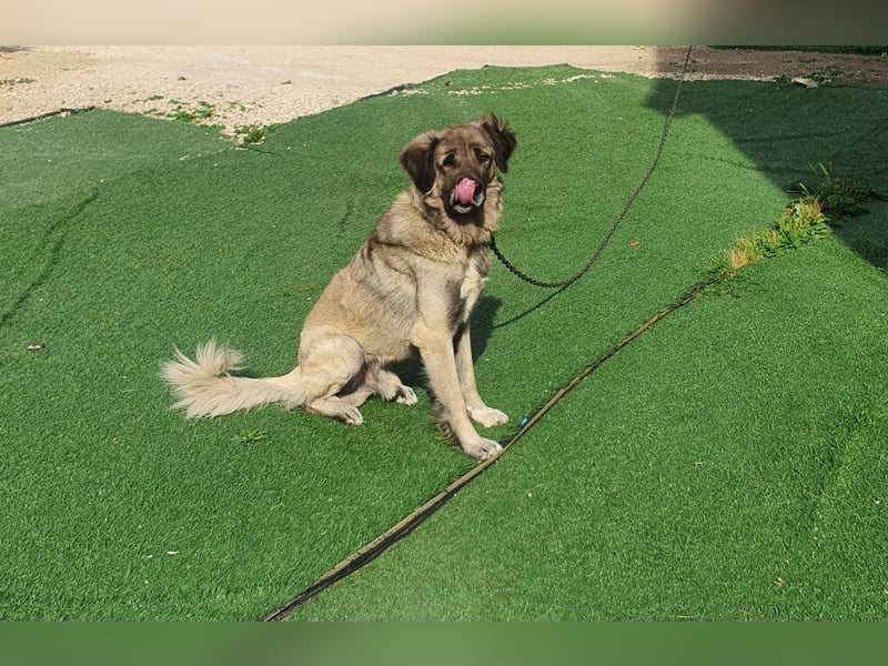 6-jähriger Kangal sucht neues Zuhause
