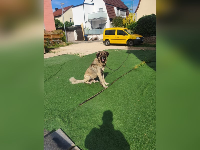 6-jähriger Kangal sucht neues Zuhause
