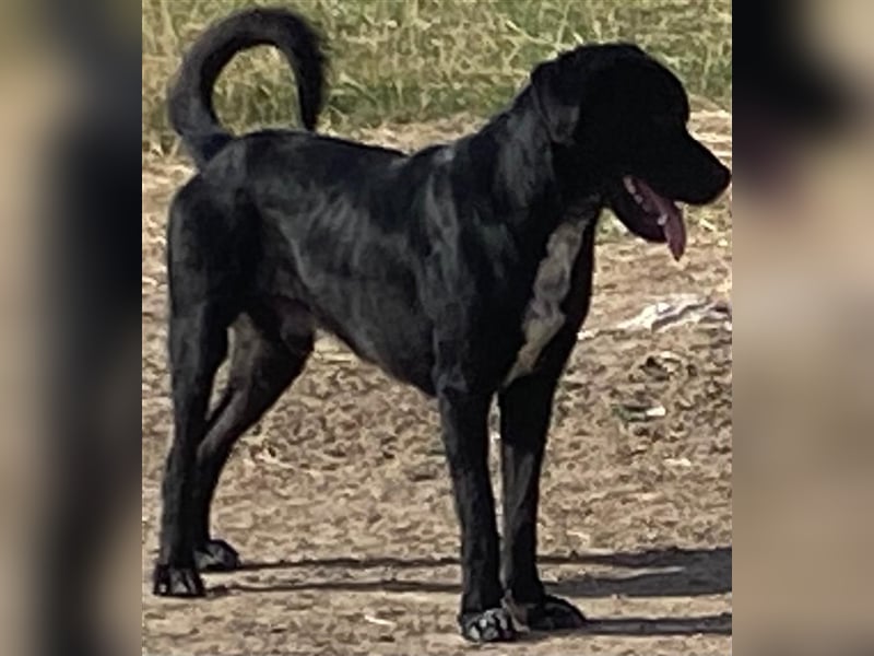 Labrador HSH Mischling