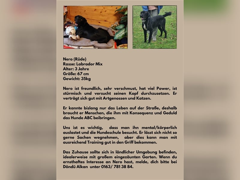 Labrador HSH Mischling