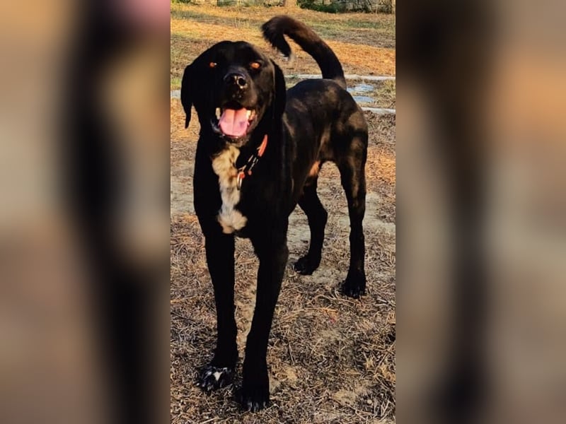 Labrador HSH Mischling