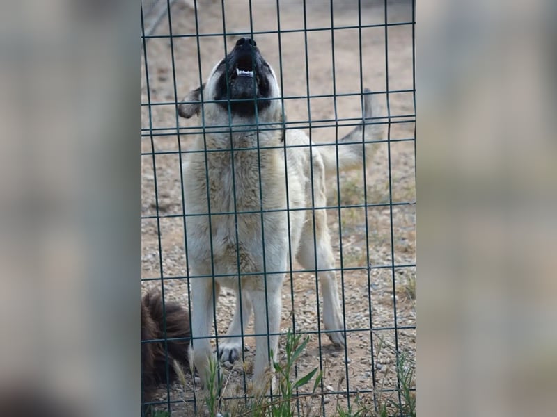 Lieber Kangal-Junghund „Zoran“, ca. 2023 geboren, sucht Freunde und Kenner dieser Rasse