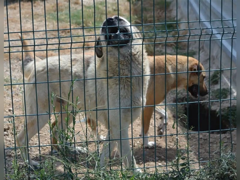 Lieber Kangal-Junghund „Zoran“, ca. 2023 geboren, sucht Freunde und Kenner dieser Rasse