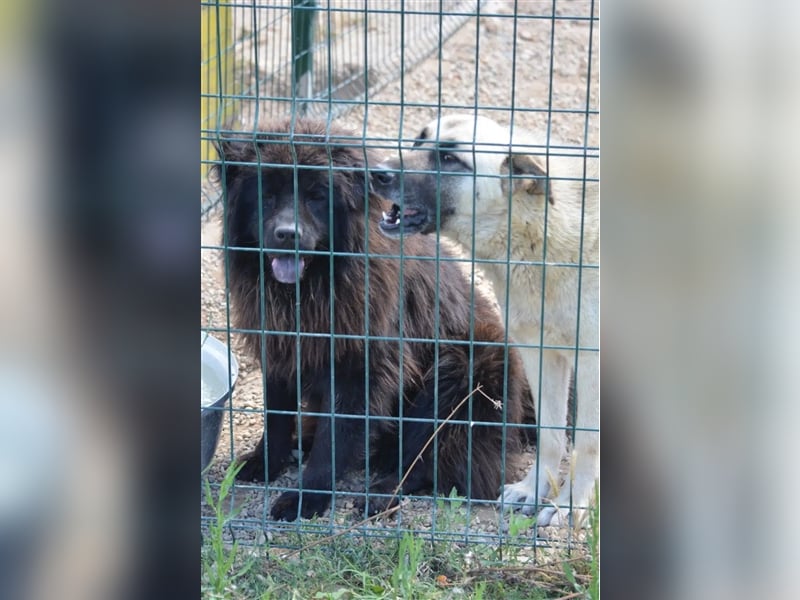 Lieber Kangal-Junghund „Zoran“, ca. 2023 geboren, sucht Freunde und Kenner dieser Rasse