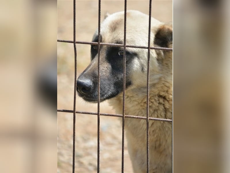 Lieber Kangal-Junghund „Zoran“, ca. 2023 geboren, sucht Freunde und Kenner dieser Rasse