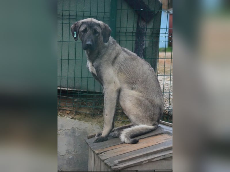 Zurückhaltender, sanfter Kangal Rüde „Baju“, ca. 2021 geboren, sucht Halter mit Rasse Erfahrung