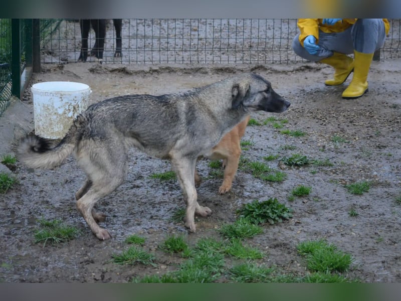 Zurückhaltender, sanfter Kangal Rüde „Baju“, ca. 2021 geboren, sucht Halter mit Rasse Erfahrung