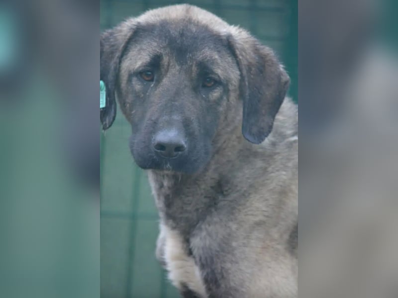 Zurückhaltender, sanfter Kangal Rüde „Baju“, ca. 2021 geboren, sucht Halter mit Rasse Erfahrung