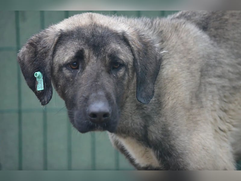 Zurückhaltender, sanfter Kangal Rüde „Baju“, ca. 2021 geboren, sucht Halter mit Rasse Erfahrung