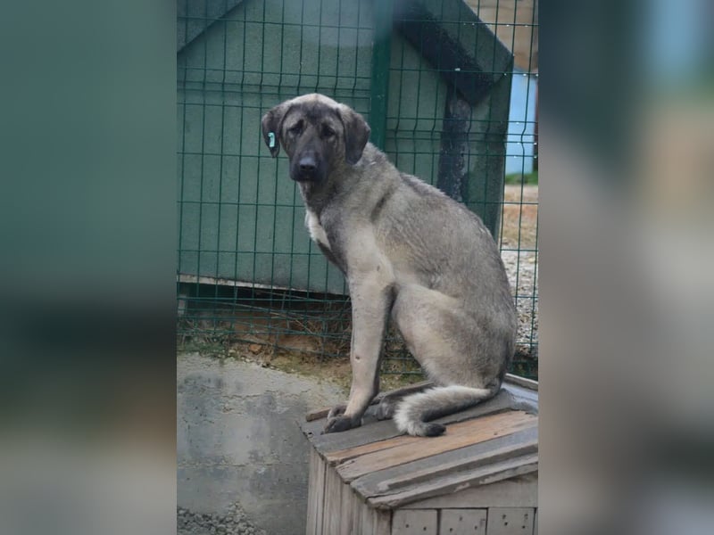 Zurückhaltender, sanfter Kangal Rüde „Baju“, ca. 2021 geboren, sucht Halter mit Rasse Erfahrung