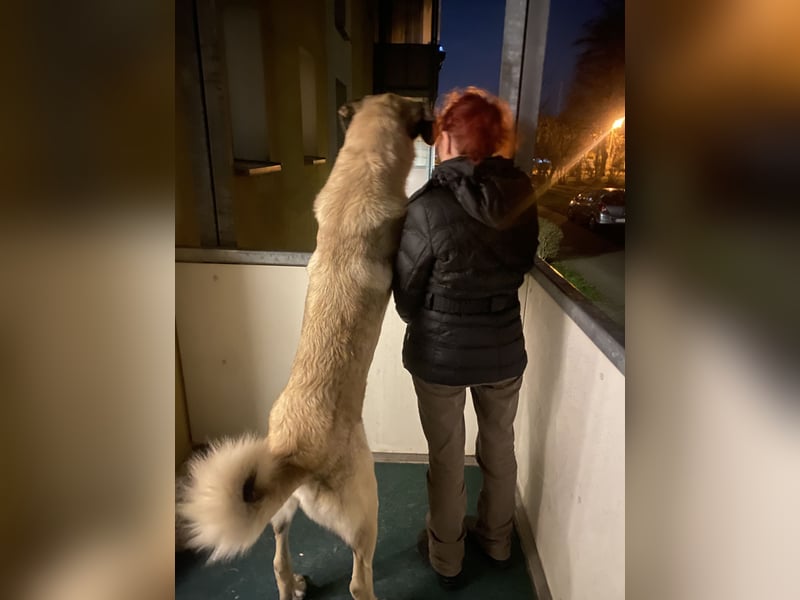 Kangal Rüde