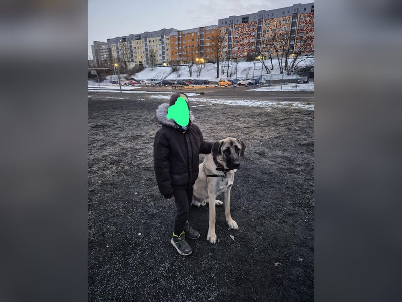 Kangal Rüde