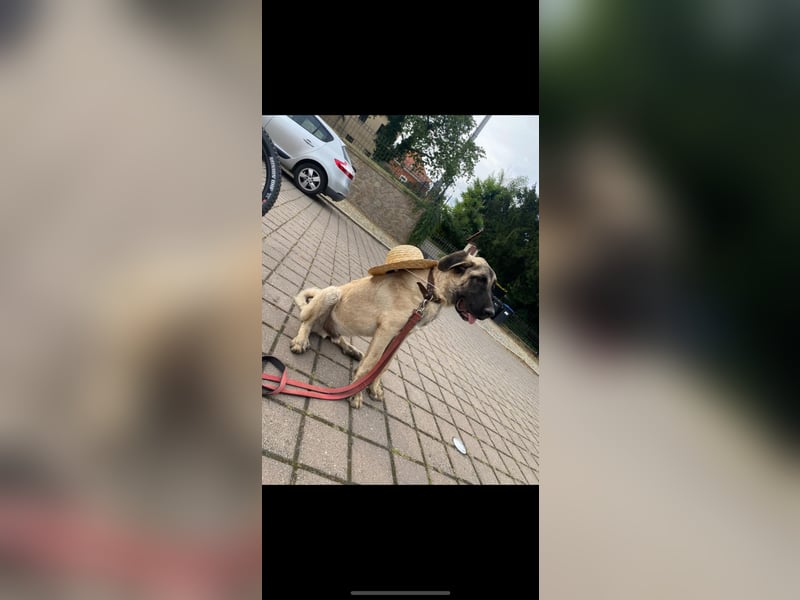 Kangal Rüde
