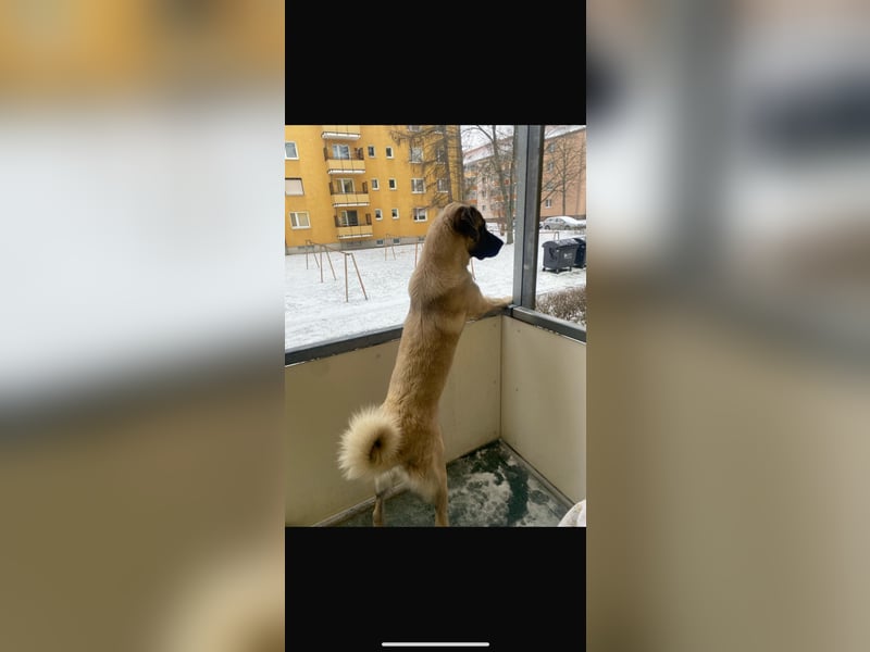 Kangal Rüde