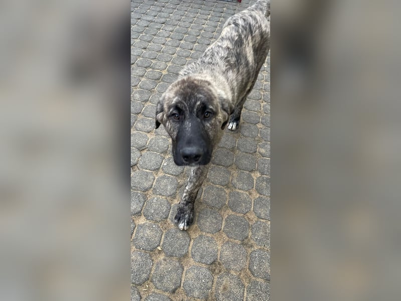 Kangal Kaukase Mischlinge